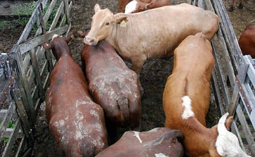 An $80k funding announcement to improve ramps at two livestock facilities in SA mean better safety outcomes for truck drivers. An $80k funding announcement to improve ramps at two livestock facilities in SA mean better safety outcomes for truck drivers.